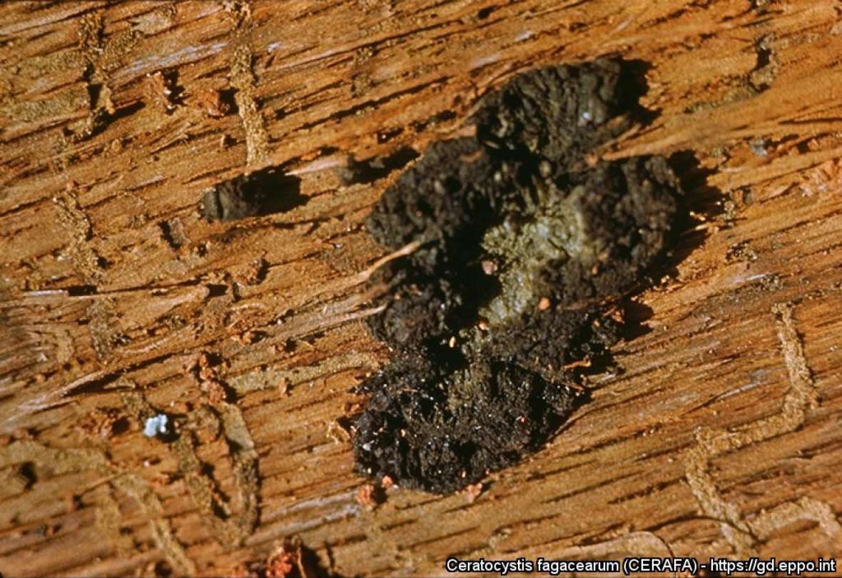 Reifes Myzelium von Bretziella fagacearum in einem Borkenkäferfraßgang unter der Rinde einer verwelkten Quercus coccinea